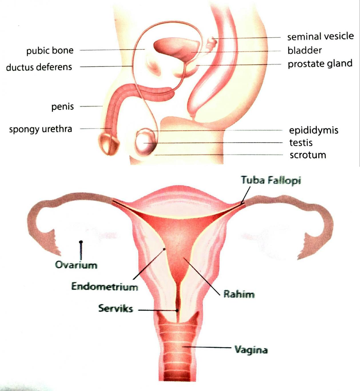 Adalah reproduksi ini yang wanita termasuk berikut tidak organ BIOLOGI GONZAGA: